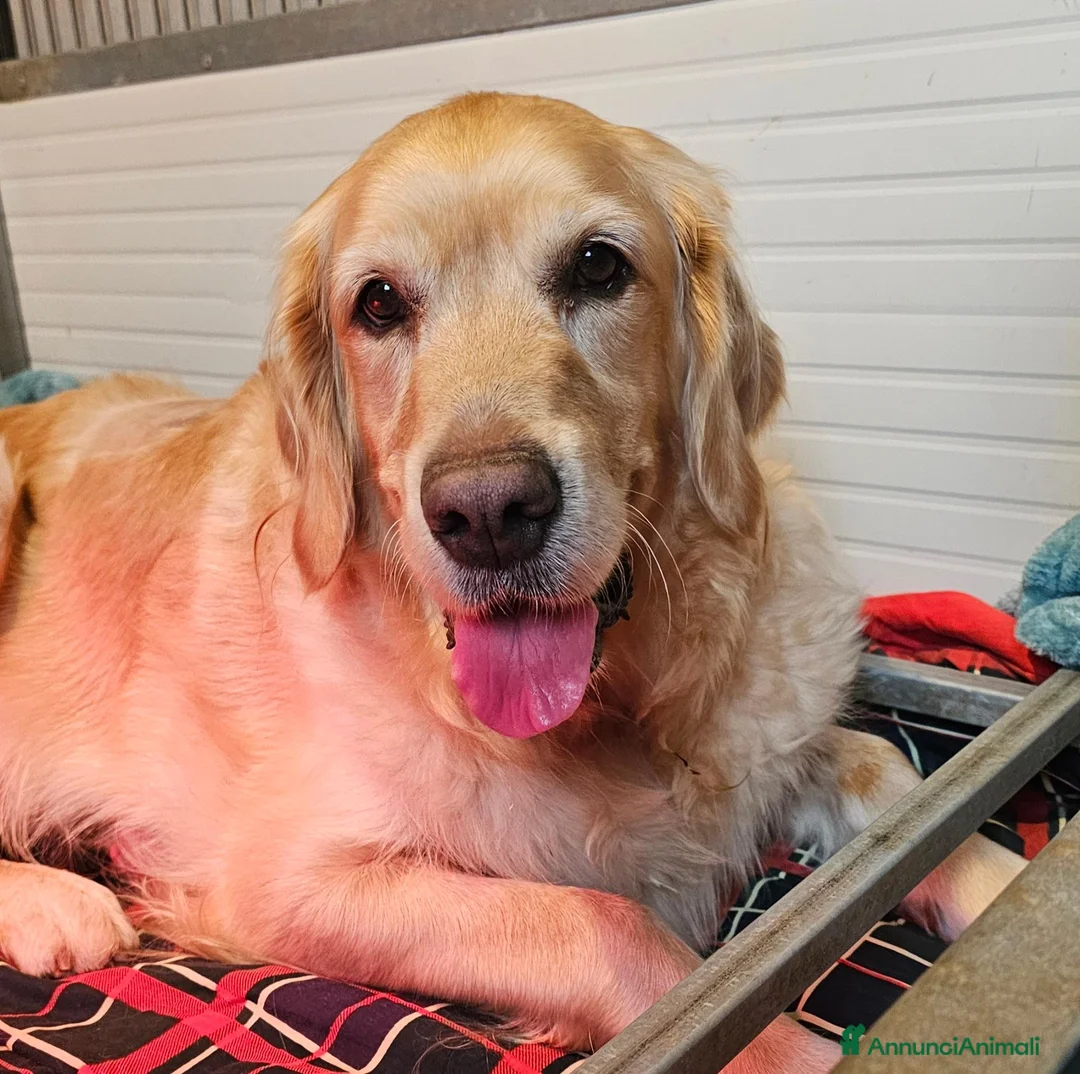 Golden Retriever cani in vendita: CUCCIOLI GOLDEN RETRIEVER - Annuncio 1