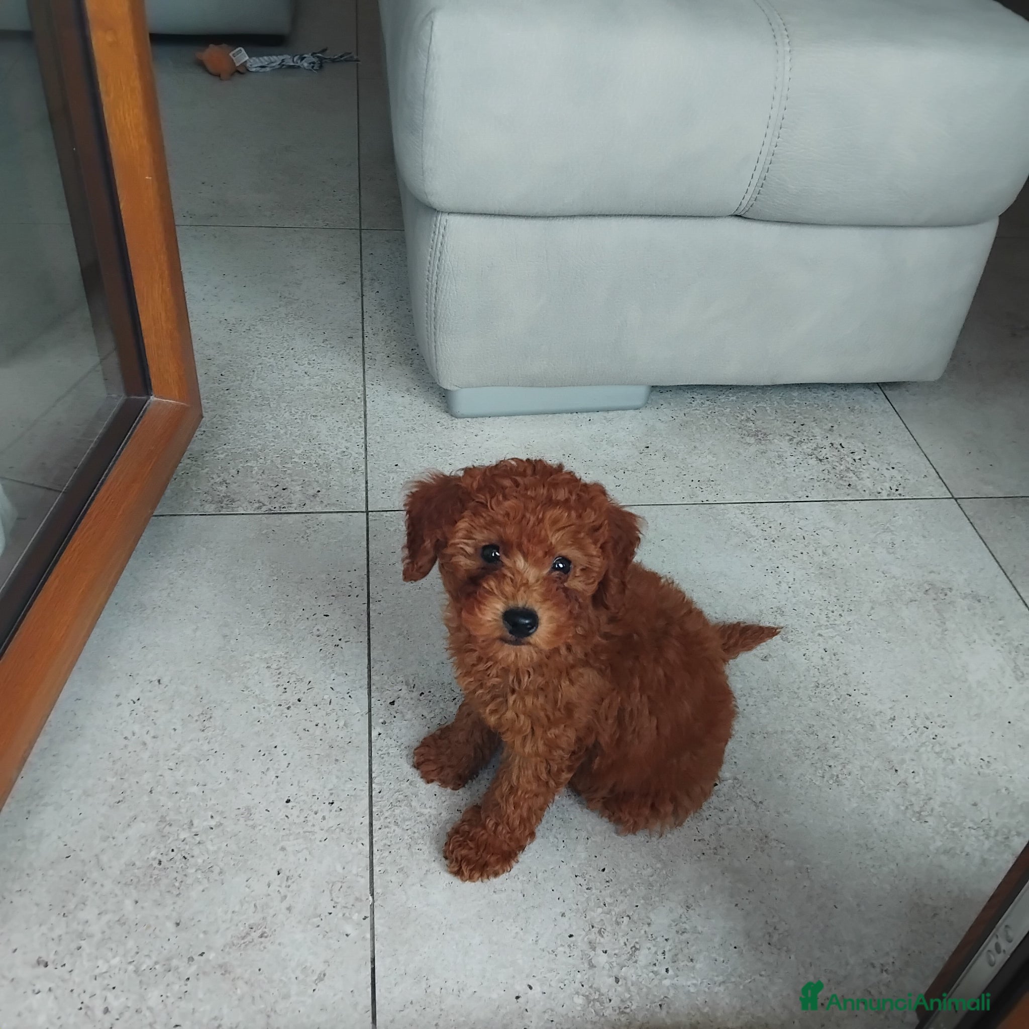 Barboncino Toy cani BARBONCINO TOY - Annuncio 1