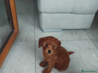 Barboncino Toy cani BARBONCINO TOY - Annuncio 1