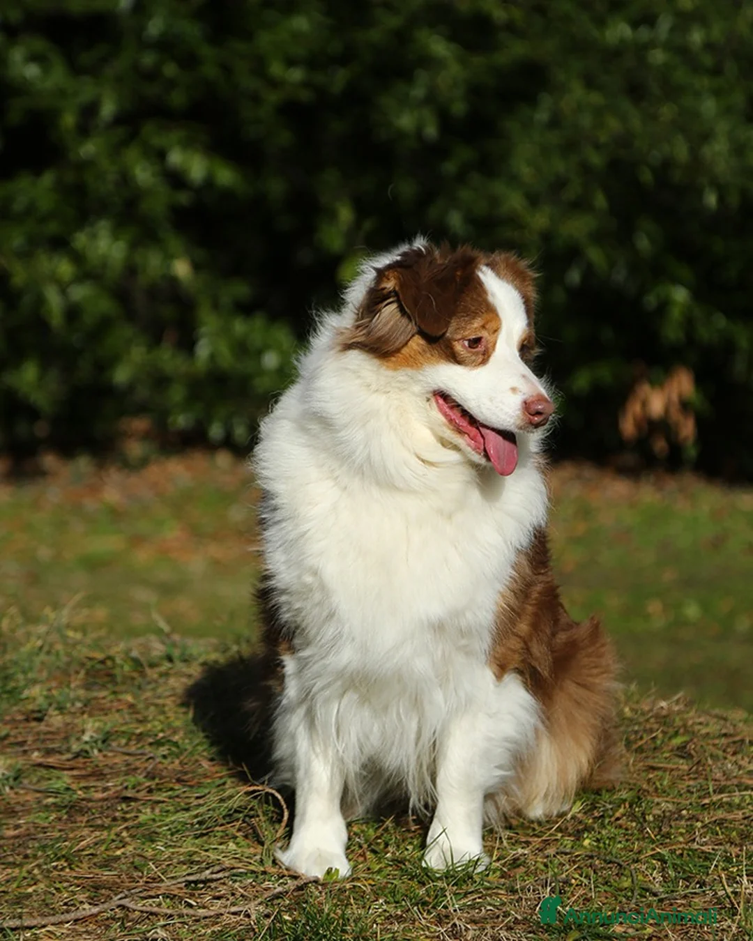 Australian Shepherd cani in vendita: Cuccioli Pastore Australiano - Annuncio 5