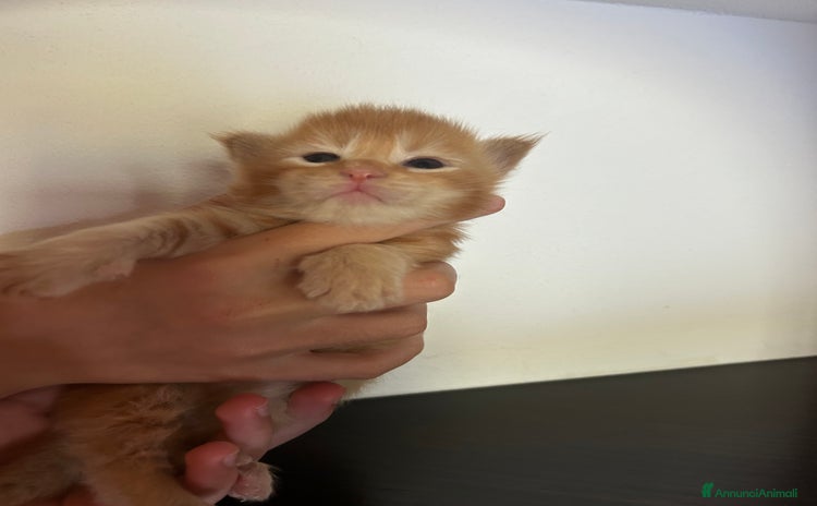 Maine Coon gatti a Provincia di Savona - Annuncio 2