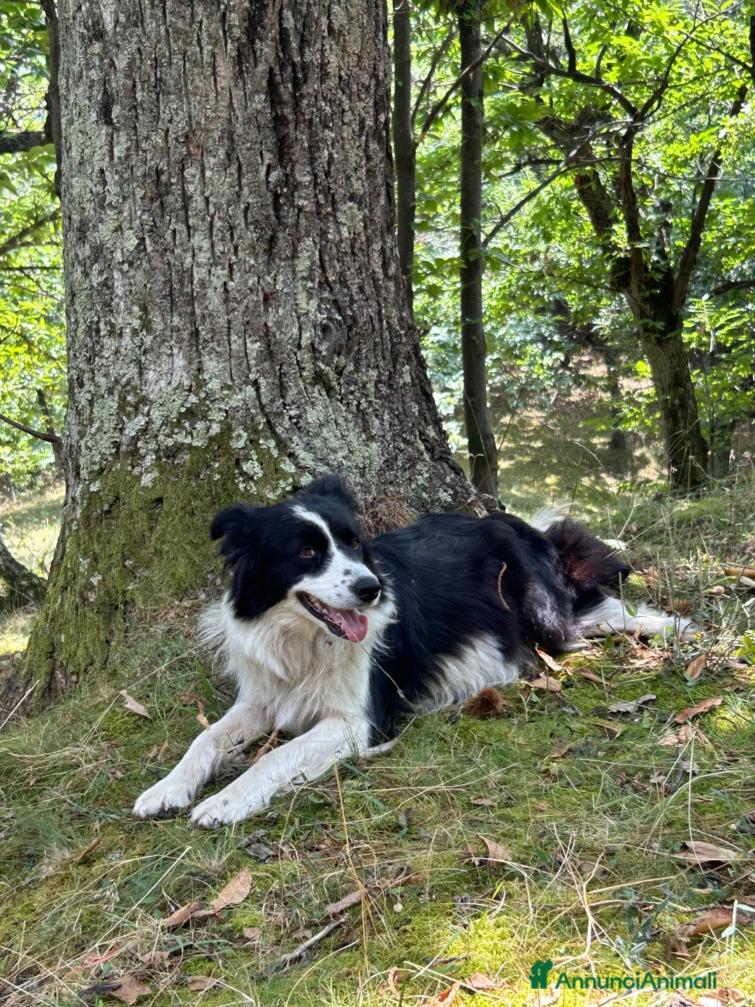 Border Collie cani in vendita: Border collie - Annuncio 4
