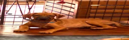 Rhodesian Ridgeback cani in vendita: Cuccioli Rhodesian Ridgeback con Pedigree ENCI - Annuncio 11