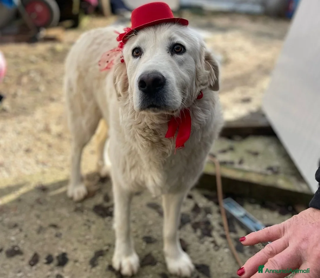 Meticcio cani in regalo: ADOTTA LUCKY a Provincia di Rimini - Annuncio 7