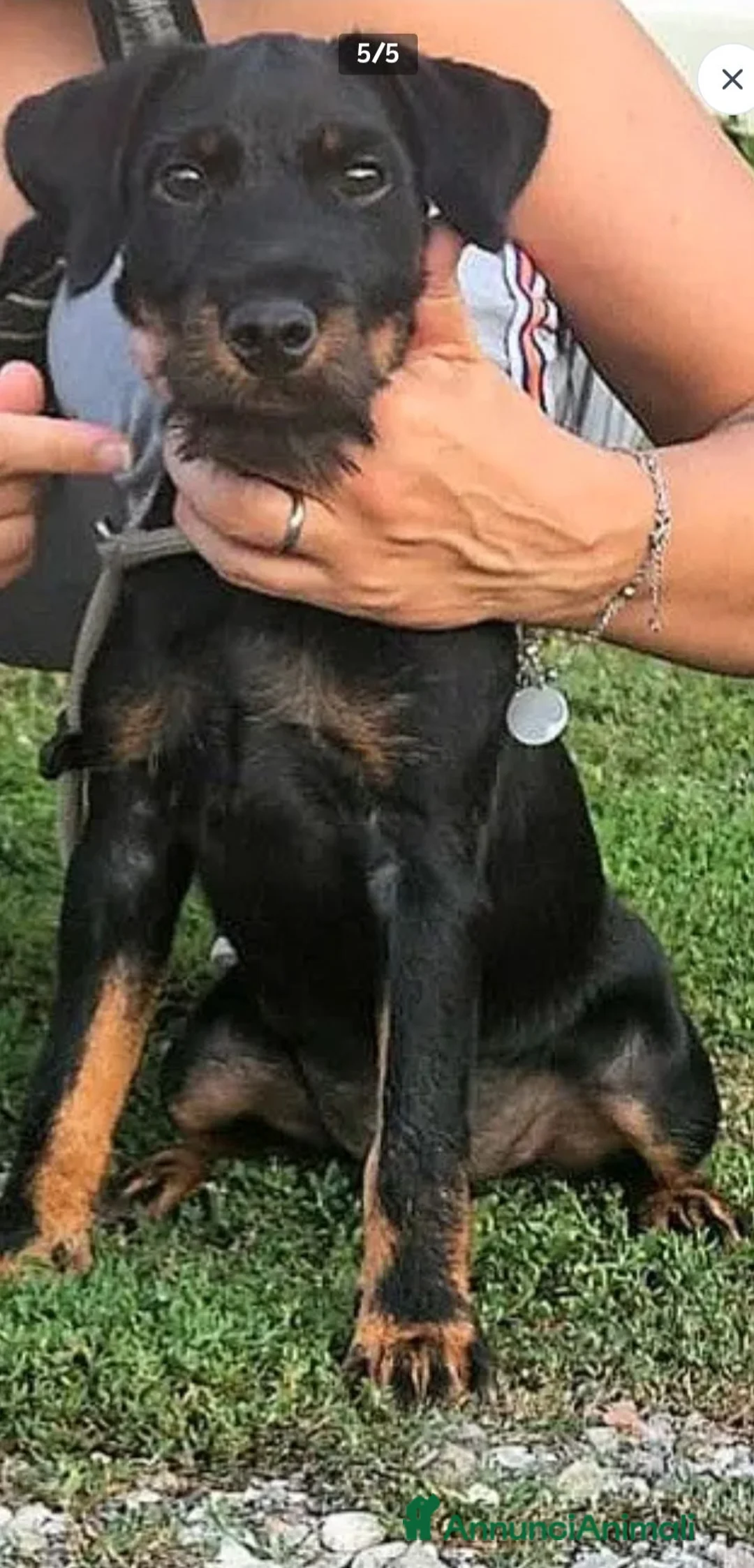 Jagdterrier cani in vendita: Cuccioli di jagd terrier - Annuncio 2