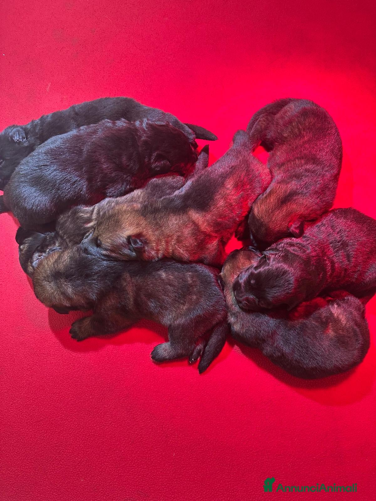 Pastore Tedesco cani PASTORI TEDESCHI DA LAVORO - Annuncio 1