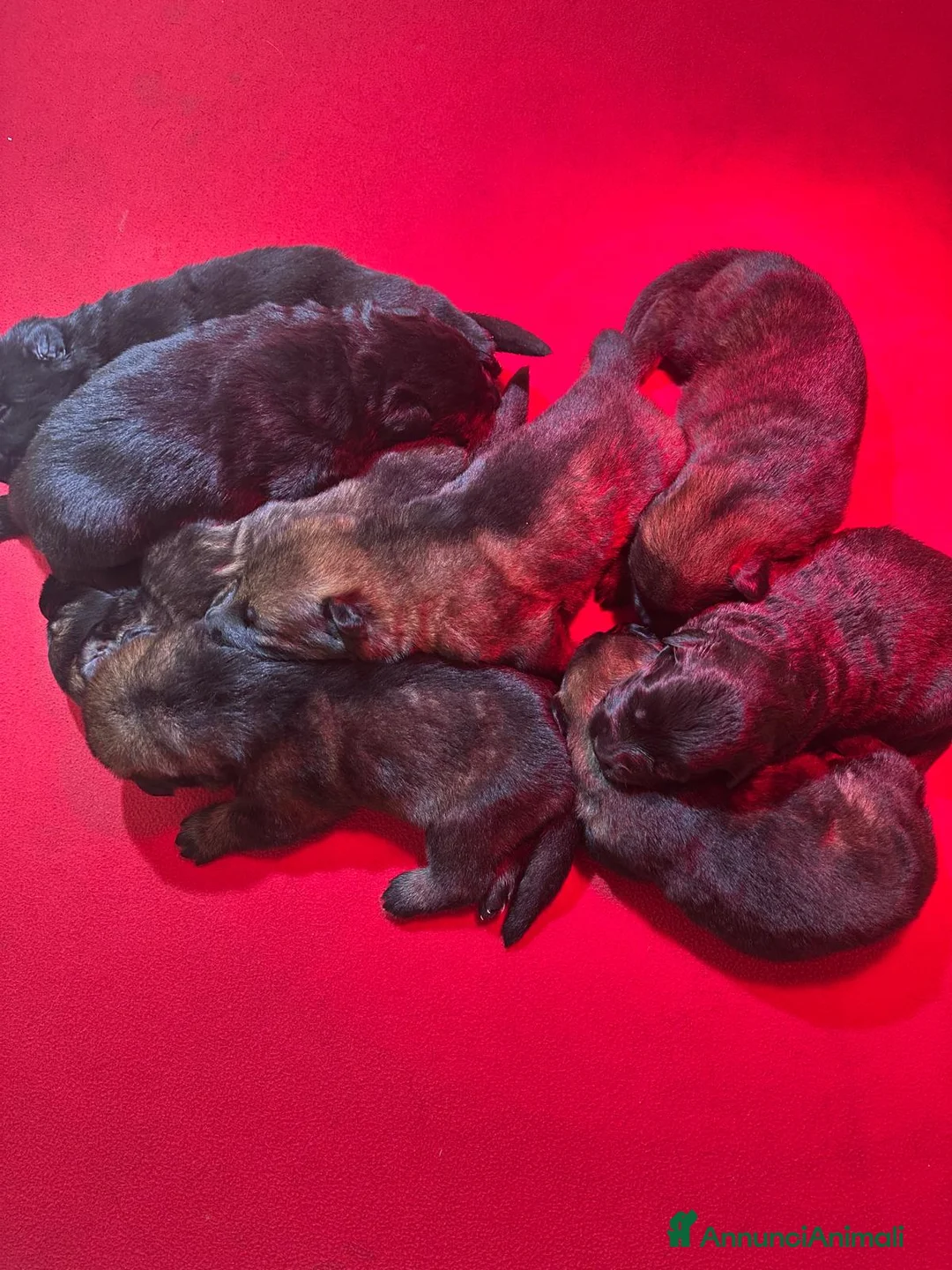 Pastore Tedesco cani in vendita: PASTORI TEDESCHI DA LAVORO - Annuncio 1