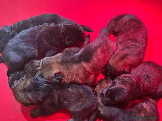 Pastore Tedesco cani PASTORI TEDESCHI DA LAVORO - Annuncio 1