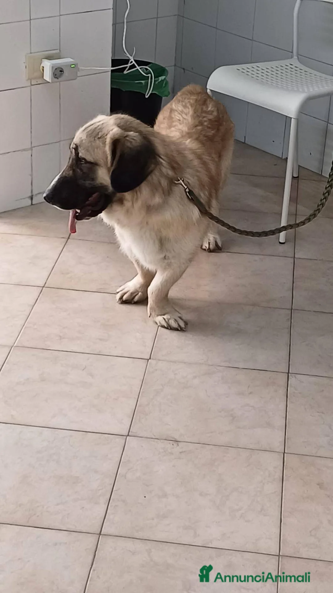 Meticcio cani in regalo: Ciaky cagnolino mansueto e coccolone - Annuncio 9