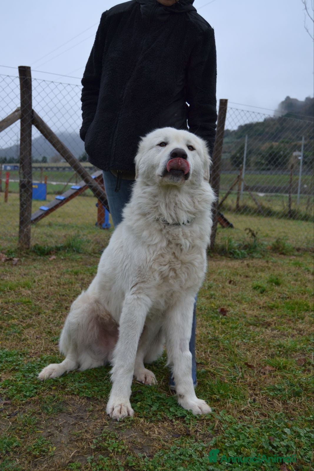 Pastore Abbruzzese Maremmano cani in regalo: Strepitoso Zeus  a Provincia di Viterbo - Annuncio 3