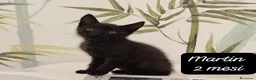 Europeo gatti in regalo: Gattini destinati alla colonia  a Provincia di Ferrara - Annuncio 3