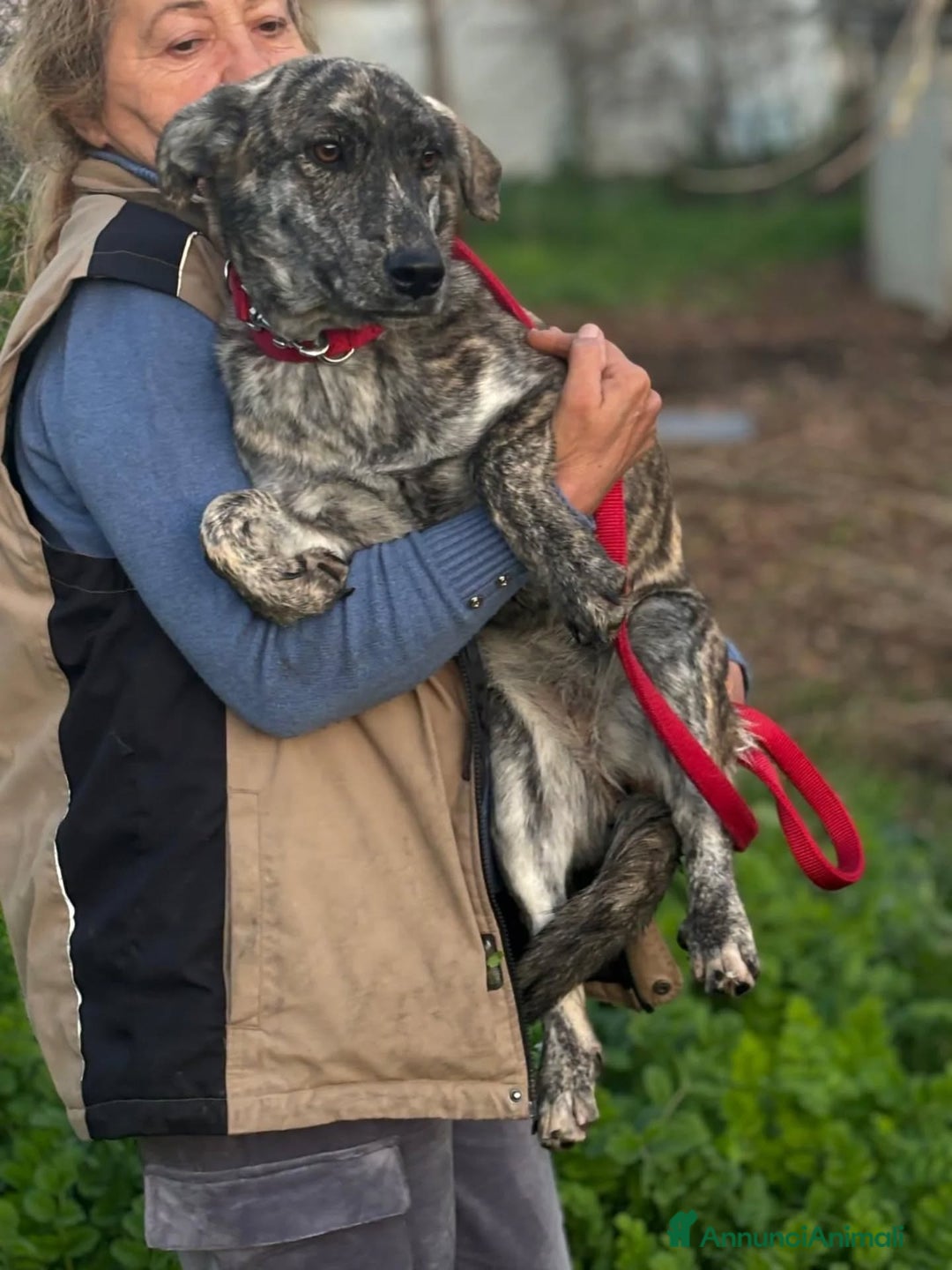 Meticcio cani in regalo: Tigrotta cucciola taglia medio piccola cerca casa - Annuncio 3