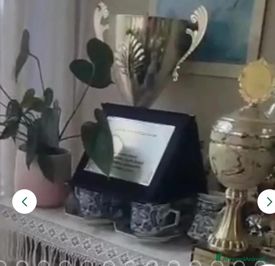 Pastore Tedesco cani in vendita: splendidi cuccioli  - Annuncio 14