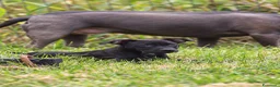 Pitbull cani in vendita: Cucciola Pit Bull con pedigree anche a rate - Annuncio 4