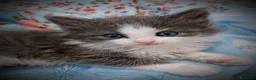 Siberiano gatti in vendita: Splendidi Cuccioli Gatto Siberiano Pedigree ENFI - Annuncio 16