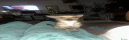 Chihuahua cani in vendita: Cuccioli di Chihuahua - Annuncio 8