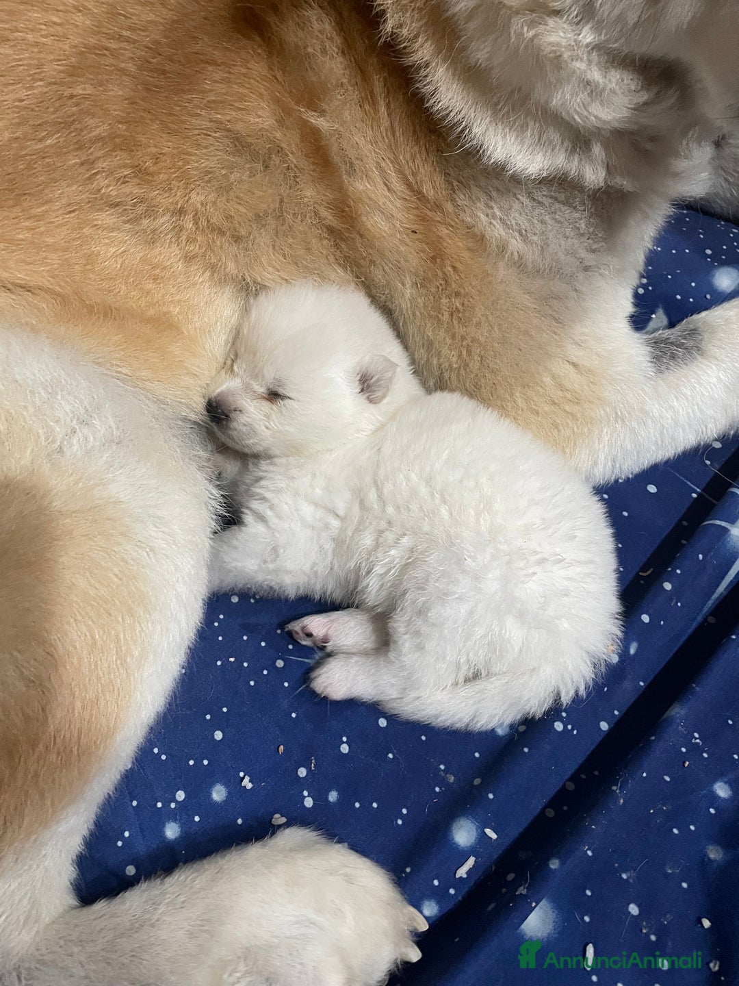 Akita Inu cani in vendita: 🌸 Hime Sakura cerca una famiglia 🌸 a Città Metropolitana di Torino - Immagine 14