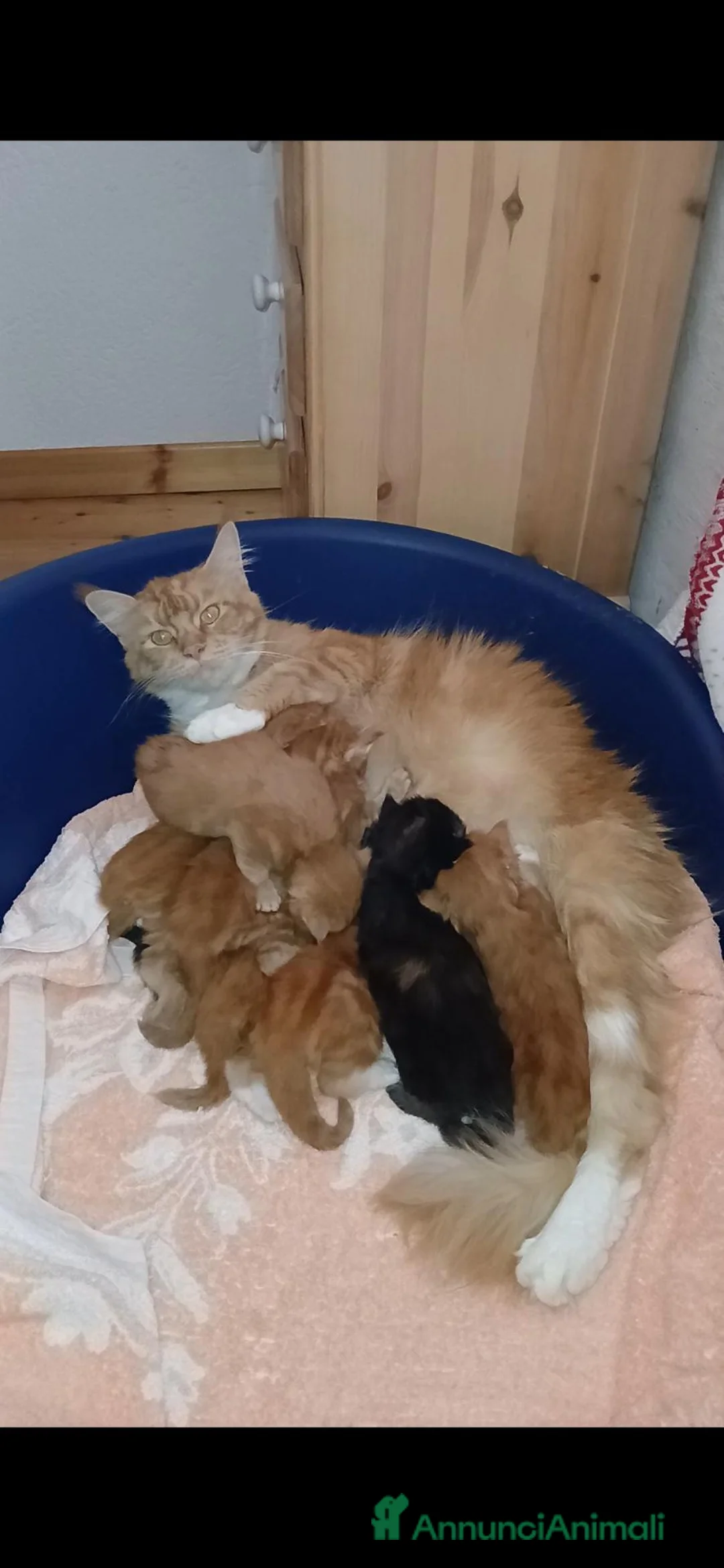 Maine Coon gatti in vendita: Maine Coon xxl - Annuncio 1