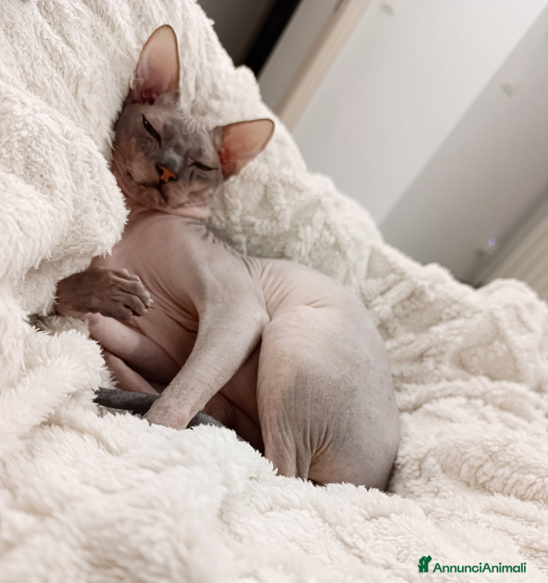 Sphynx gatti Ilaria  - Annuncio 1
