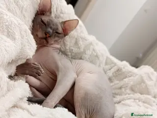 Sphynx gatti Ilaria - Annuncio 1