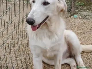 Meticcio cani ADOTTA LA DOLCE ZULEYA a Città metropolitana di Roma Capitale - Annuncio 31