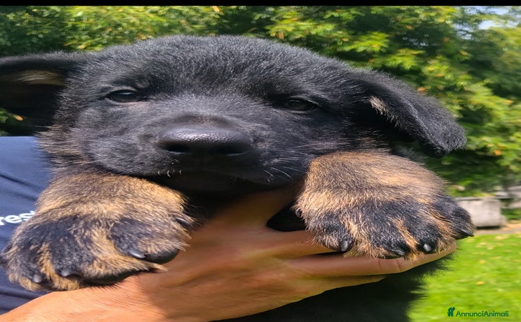 Pastore Tedesco cani a Provincia di Varese - Annuncio 2