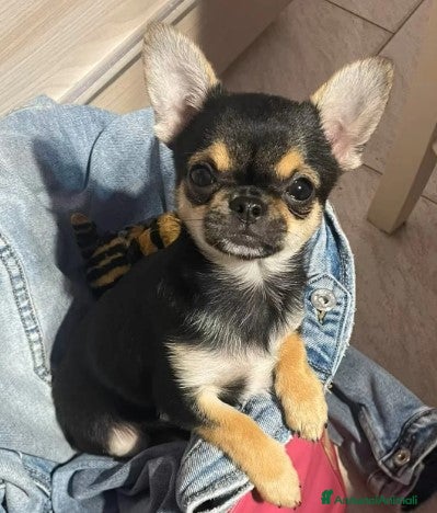 Chihuahua cani Stallone Chihuahua 2anni pelo corto nero per monte a Provincia di Monza e della Brianza - Annuncio 2