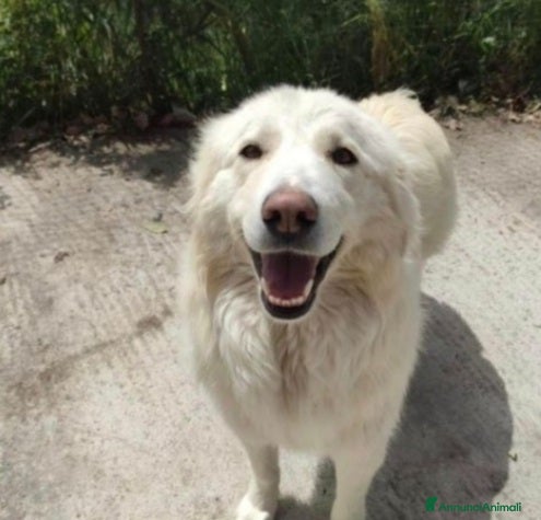 Pastore Maremmano cani Maremmana 5anni viveva tra gli escrementi! SICILIA a Città metropolitana di Milano - Annuncio 14