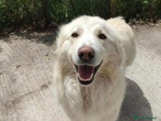 Pastore Maremmano cani Maremmana 5anni viveva tra gli escrementi! SICILIA a Città metropolitana di Milano - Annuncio 1