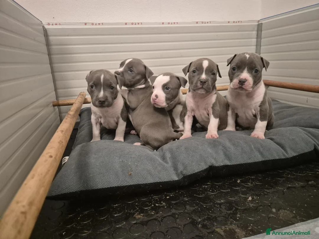 American Staffordshire cani in vendita: Cuccioli amstaff con pedegree - Annuncio 2