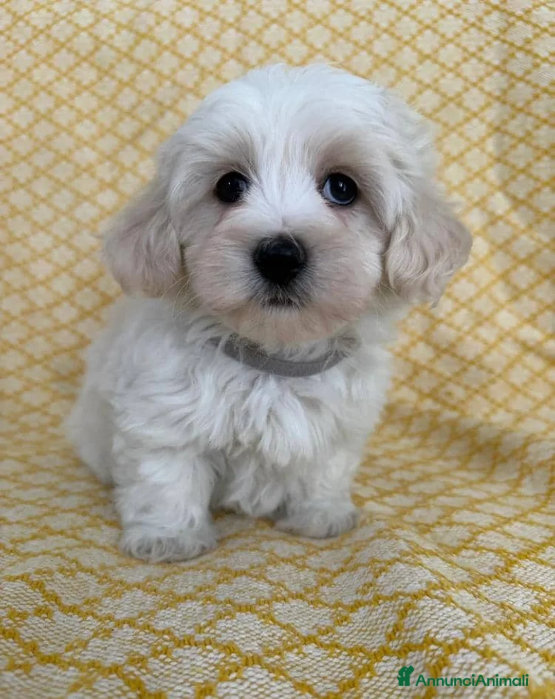 Maltipoo cani in vendita: Cuccioli di Maltipoo  - Annuncio 16