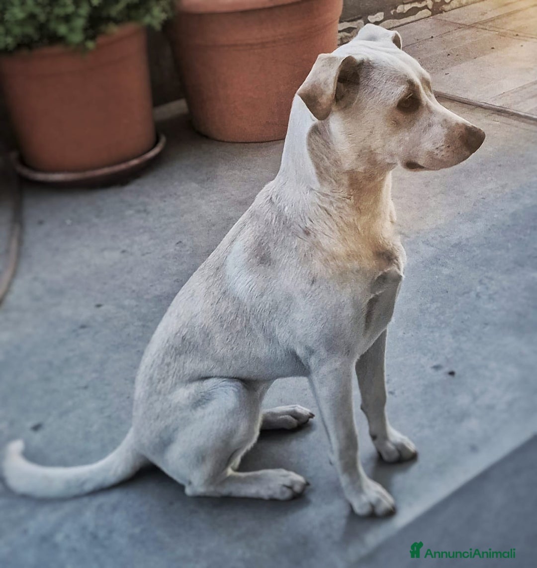 Meticcio cani in regalo: JULY 🩷 - cucciola.URGENTISSIMO!Cerchiamo adozione - Annuncio 4