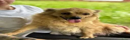 Meticcio cani in regalo: Roxana e Basilio: adozione di coppia nonnini - Annuncio 21
