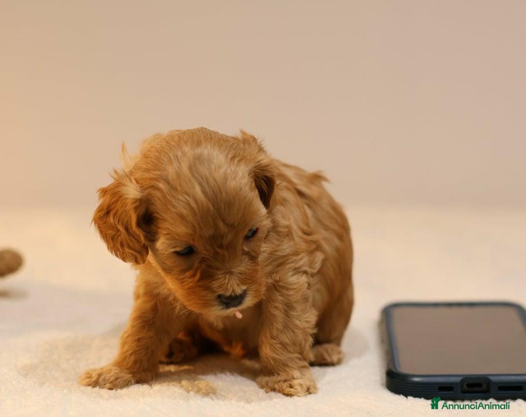 Meticcio cani in vendita: Cuccioli di F1BB Cavapoo Rosso & Crema - Annuncio 13