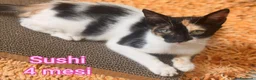 Altre razze gatti in regalo: ADOTTA UN GATTINO  a Provincia di Reggio Emilia - Annuncio 5