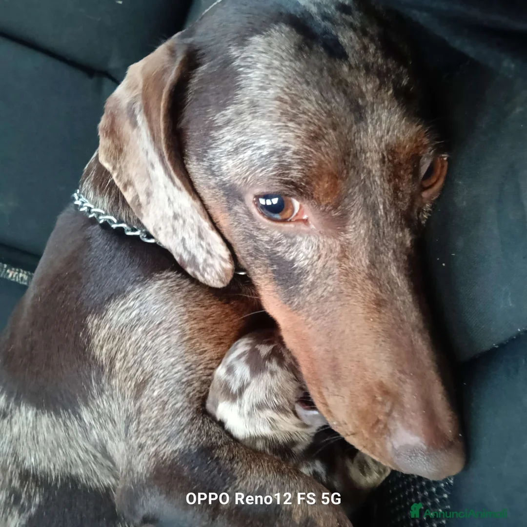 Bassotto cani in vendita: Bassotti in provincia di bs - Annuncio 15