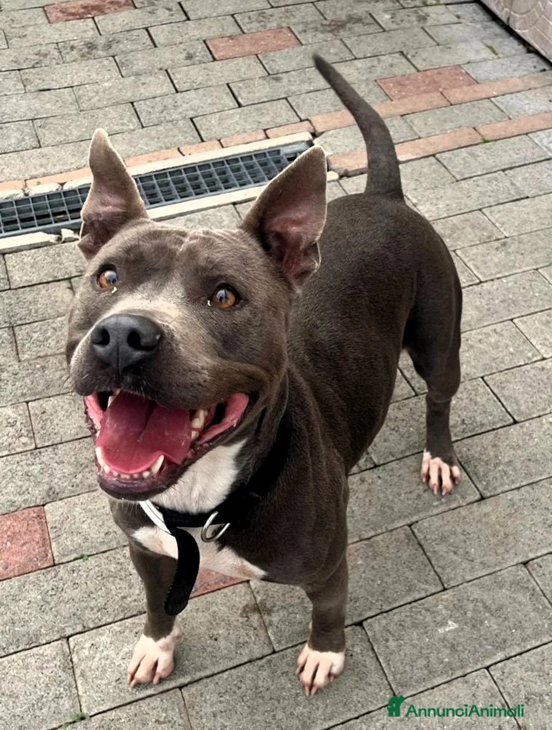 Meticcio cani in regalo: DAISY SIMPATICA PIT - Annuncio 6