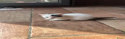 Europeo gatti in vendita: Cucciolata di gatti europei - Annuncio 1