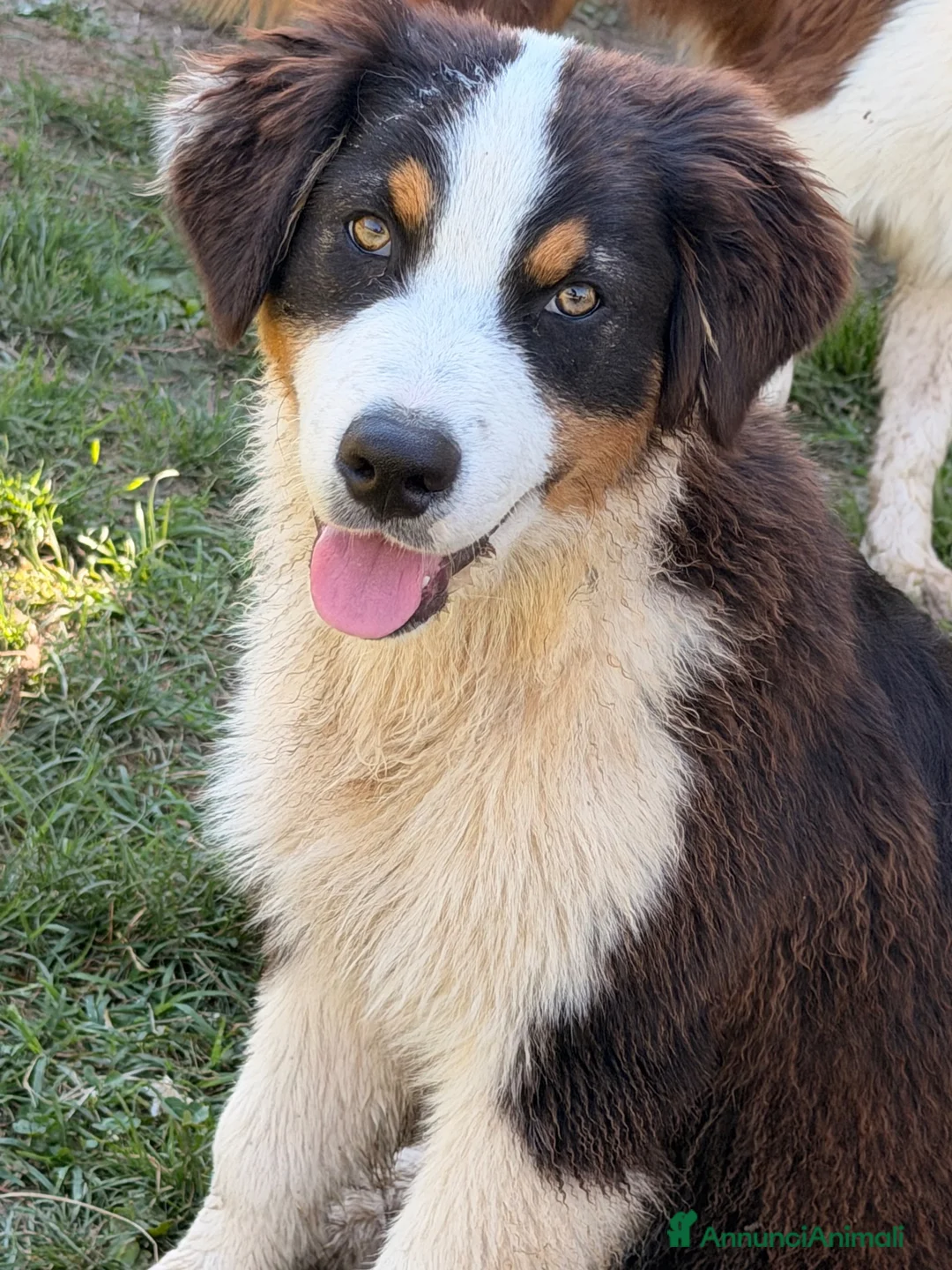 Australian Shepherd cani in vendita: Cucciolo pastore asutraliano  - Annuncio 2