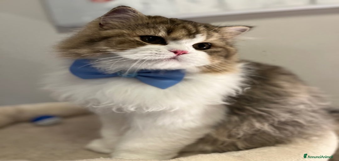 Immagine della galleria {{count}}