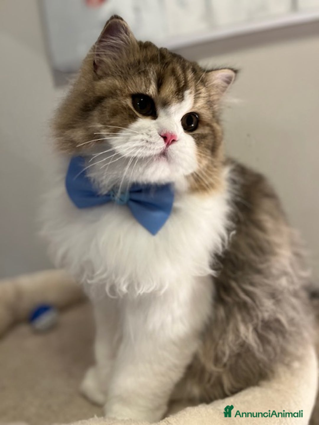 Immagine della galleria {{count}}