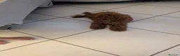 Barboncino Toy cani in vendita: Barboncino Toy  a Provincia di Caserta - Annuncio 9