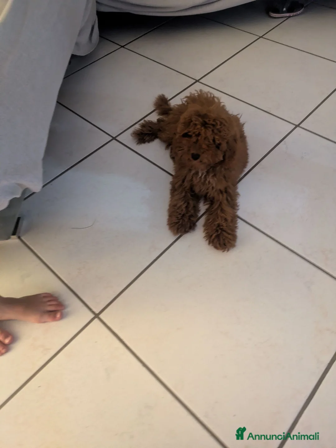 Barboncino Toy cani in vendita: Barboncino Toy  a Provincia di Caserta - Annuncio 9