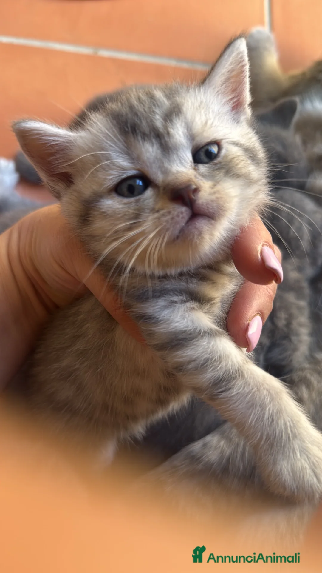 Scottish gatti in vendita: Gattini scottish - Annuncio 6