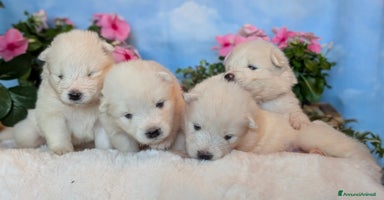 Samoiedo cani a Provincia di Padova - Annuncio 8