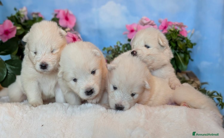 Samoiedo cani a Provincia di Padova - Annuncio 2