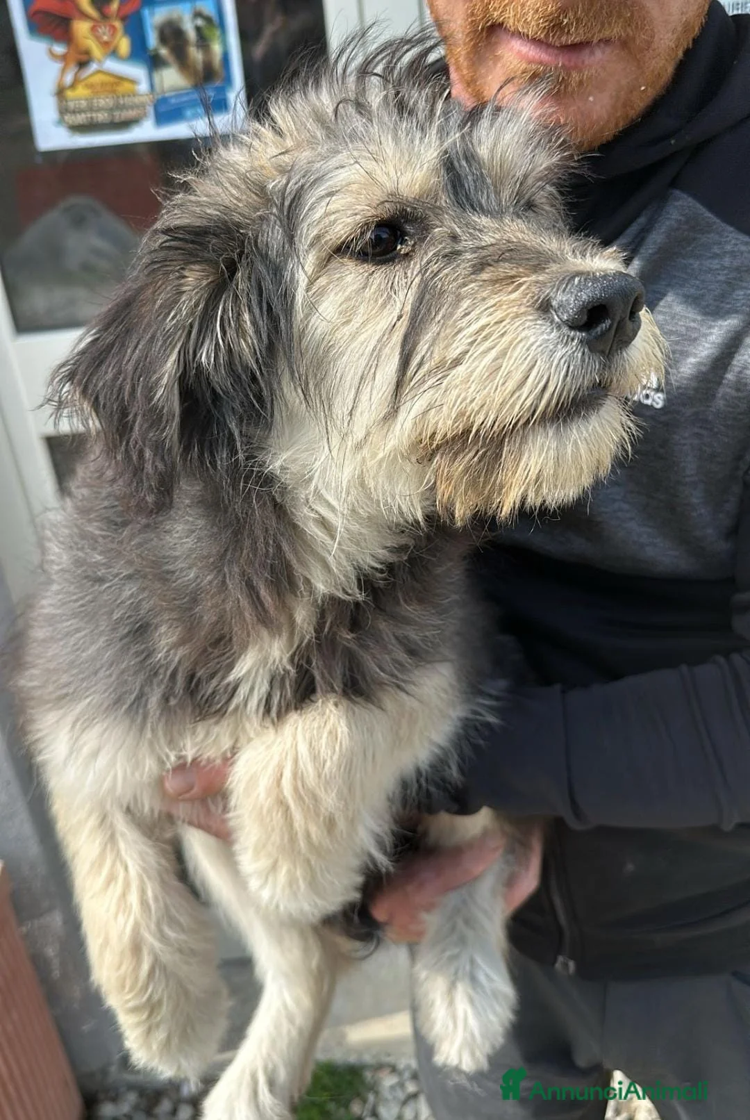 Meticcio cani in regalo: Mimosa a Provincia di Crotone - Annuncio 3