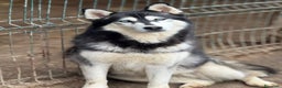 Husky cani in regalo: ECHO, HUSKY bella da togliere il fiato! - Annuncio 5