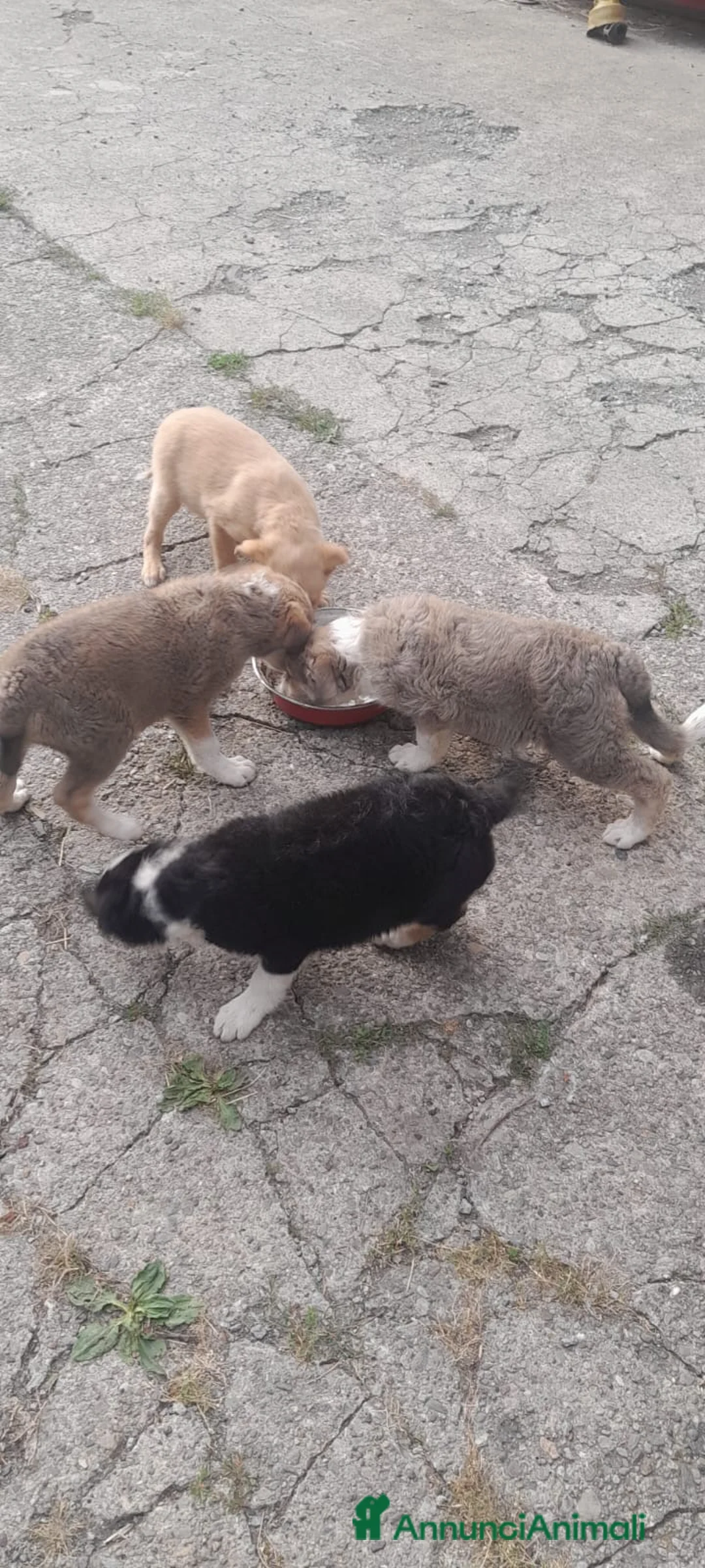 Meticcio cani in vendita: cuccioli di cane meticcio - Annuncio 2