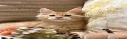 Maine Coon gatti in vendita: Cucciolo Maine coon red tabby - Annuncio 3